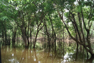 Scenic view of lake in forest