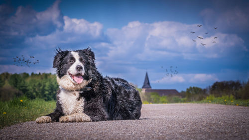 Dog sitting against sky