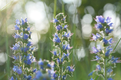 Close-up of purple flowering plants