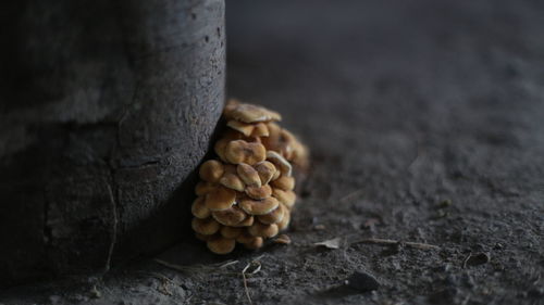 Close-up of mushrooms growing on tree trunk