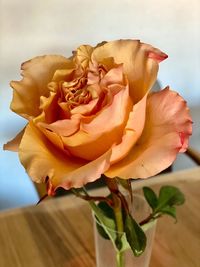 Close-up of rose plant on table