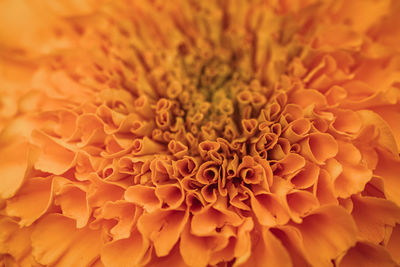 Full frame shot of orange flower