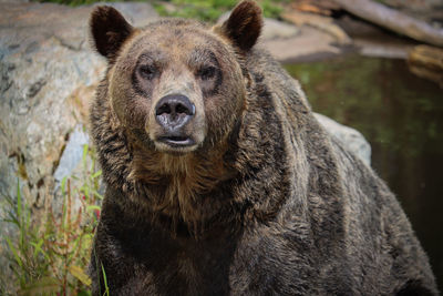 Close-up portrait of a bear