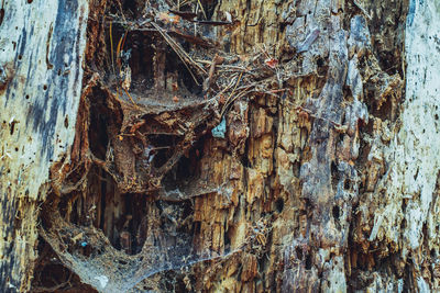 Full frame shot of tree trunk