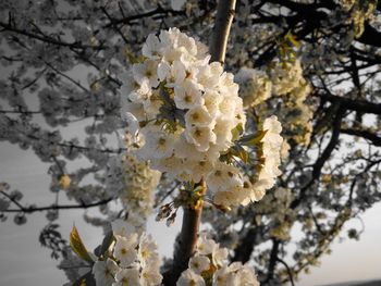 Close-up of white cherry blossom tree