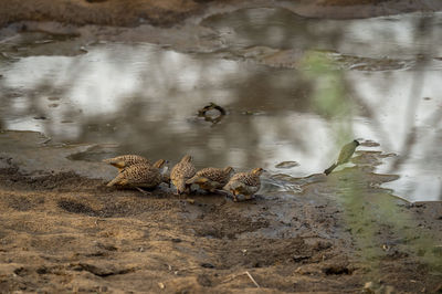 Birds in a lake