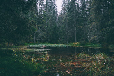 Scenic view of lake in forest