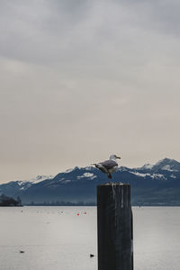 Seagull perching on wooden post by sea against sky
