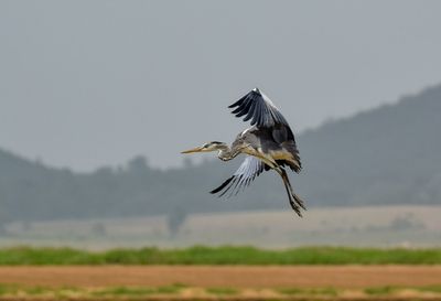 Grey heron flight