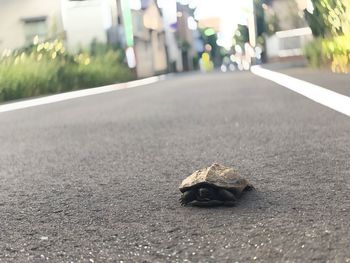 Close-up of shell on road in city