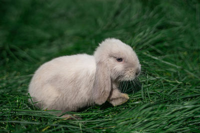 Close-up of rabbit on field