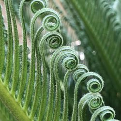 Close-up of succulent plant