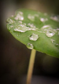 Close-up of raindrops on leaves