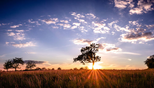 Scenic view of field against sky during sunset