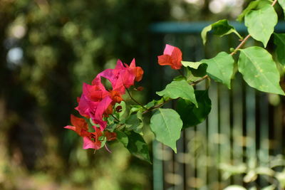 Close-up of pink flowering plant