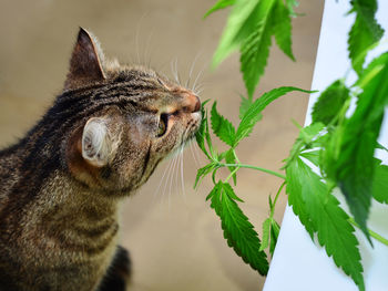 Close-up of a cat