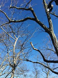 Low angle view of bird perching on tree against blue sky