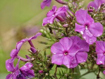 Close-up of pink flowering plants