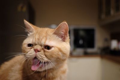 Close-up of ginger cat sticking out tongue at home