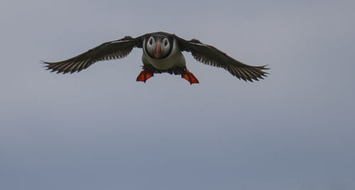 Low angle view of eagle flying against clear sky