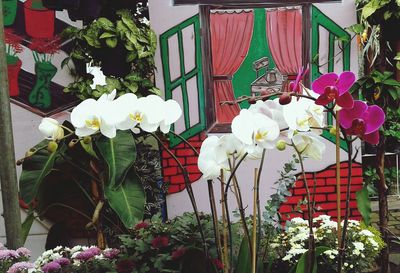 White flowers blooming outdoors