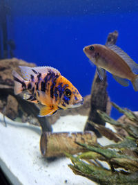 Close-up of fish swimming in sea