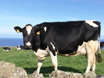 Cows grazing on grass against sky