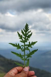 Cropped hand of holding plant against cloudy sky