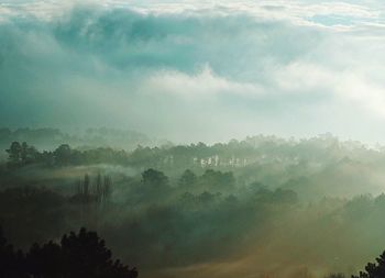 Scenic view of forest against sky