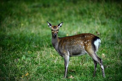 Side view of deer standing on field