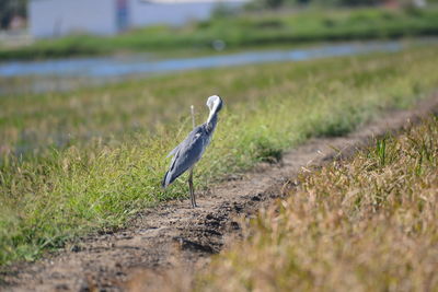 Close-up of bird on field