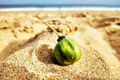 Close-up of crab on beach