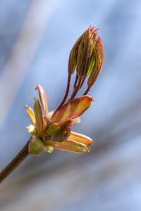 Close-up of flowering plant