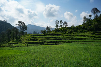 A beautiful landscape of fields in the mountains of almora. a view of how terrace farming