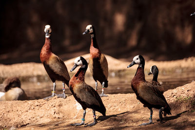 Birds perching on riverbank