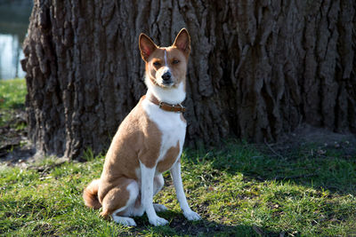 Portrait of dog sitting on tree trunk