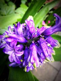 Close-up of purple flower