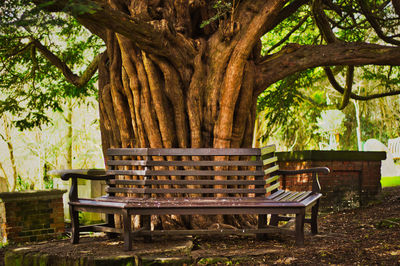 Empty bench against trees in park