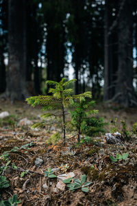 Plants growing on field