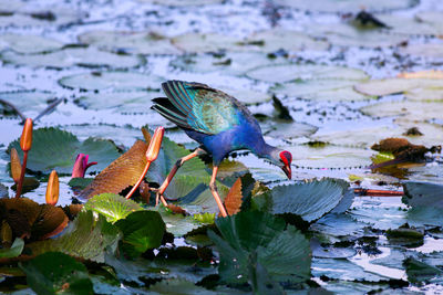 Close-up of exotic bird on water lilies