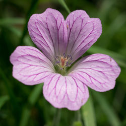 Close-up of flower blooming outdoors