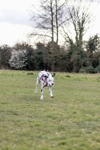 Dog playing on field against sky