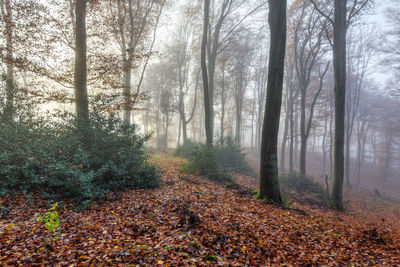 Trees in forest during autumn