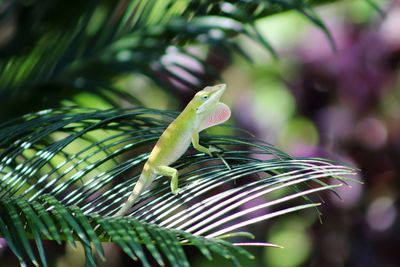 Close-up of lizard on leaf