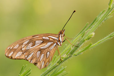 Close-up of butterfly on leaf