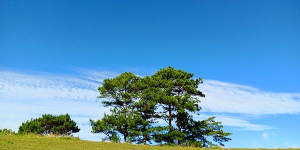 Low angle view of tree against blue sky