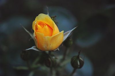 Close-up of flower against blurred background