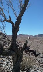 Bare trees on landscape