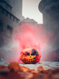 Close-up of a reptile