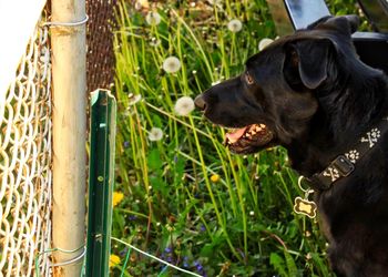 Close-up of dog looking away on field